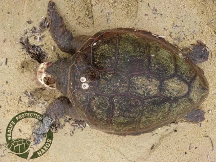 Νεκρή με τραύμα στο κεφάλι βρέθηκε Caretta-caretta στην παραλία Αγίου Προκοπίου Νάξου!